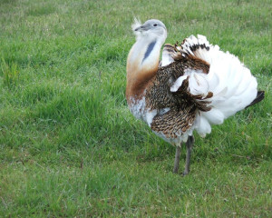 droplja foto slobodan puzovic  large 