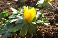 eranthis hyemalis3 darkotimotic  large 