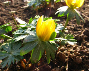 eranthis hyemalis3 darkotimotic  large 
