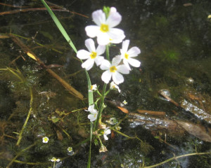 hottonia palustris large 