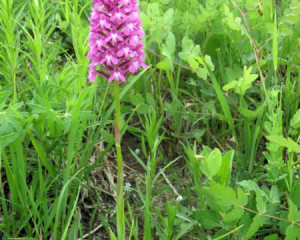 img 0611vidastojsic  large 