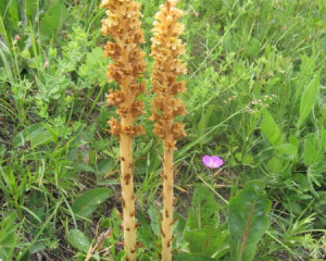 img 0620vidastojsic  large 