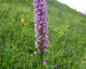 img 0627vidastojsic  large 