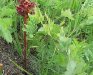 img 0662vidastojsic  large 