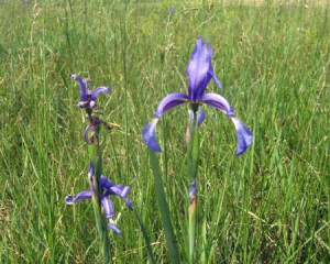 img 0752klarasabados  large 