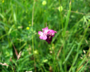 img 0757klarasabados  large 