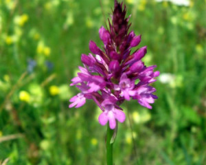 img 0775klarasabados  large 