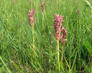 img 0799klarasabados  large 