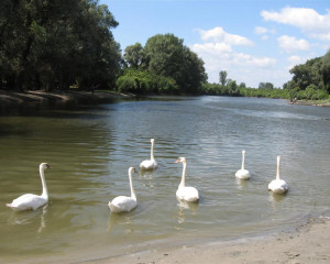 img 1961mirjanapopovic  large 