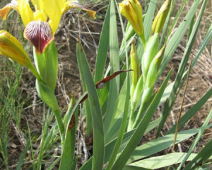 img 3467vidastojsic  large 