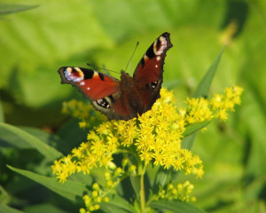 img 4216mirjanapopovic  large 