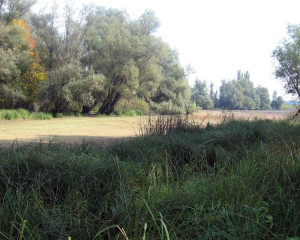 img 4571 biljana panjkovivc  large 