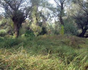 img 4572 biljana panjkovivc  large 