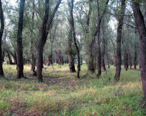 img 4579 biljana panjkovivc  large 