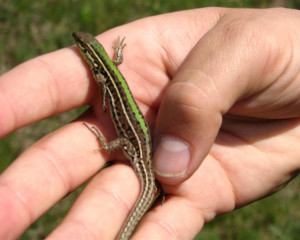 img 6568rankoperic  large 