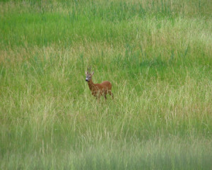 img 7215natasapil  large 