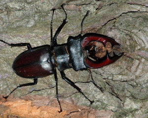 jelenak vladimirdobretic  large 