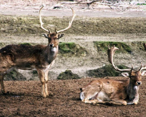 jeleni lopatari  large 
