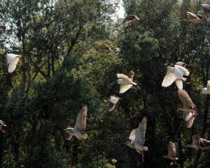 kolonija caplji  large 