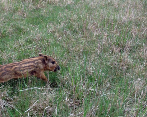 mladunce divlje svinje  large 