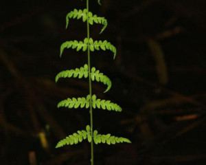 mocvarna papratvladimirdobretic  large 