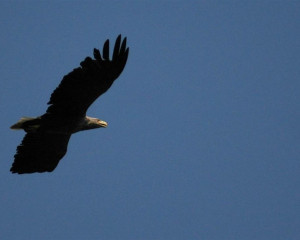 orao belorepan  large 