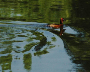 patka njorka 1  large 