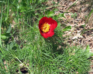 pescarski bozur  deliblastka pescara  foto vida stojsic  large 