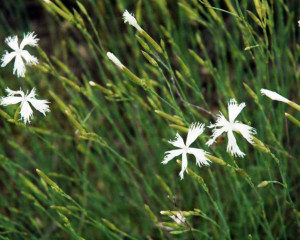 pescarski karanfil 3  large 