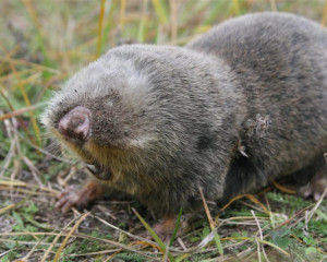 slepo kuce foto jadranka delic  large 