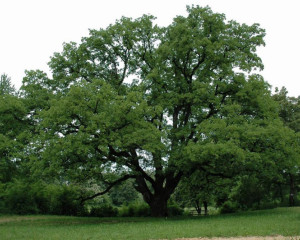 stari hrast u kamenickom parku mirjanapopovic  large 