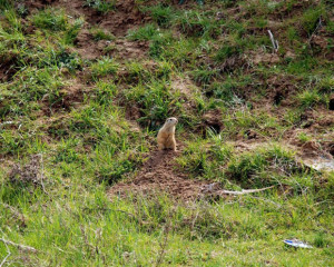 tekunica foto darko timotic  large 