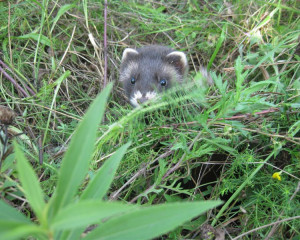 tvorovici 022  large 