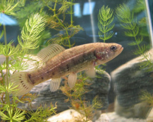 umbra  mrguda  laszlo galambos  large 