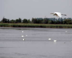 velika bela caplja u letu iznad carske bare  large 