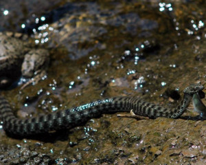 zmija ribarica sa plenom  large 