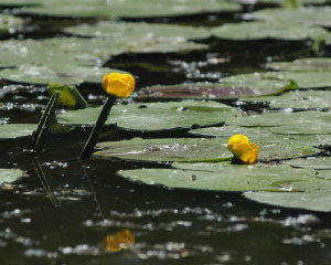 zuti lokvanji1  large 