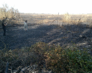 Carska bara opozareno
