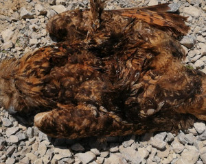 buljina  autor Maksim Palamarevic