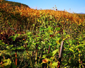 sava ties sastanak 05