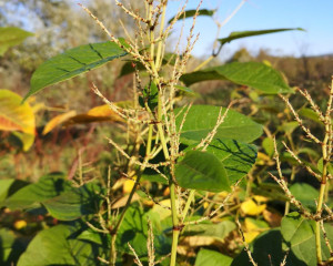 sava ties sastanak 06