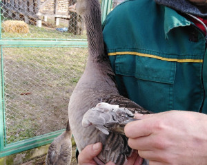 Divlja guska sa odsecenim krilom prilikom smestaja u prihvatiliste za divlje zivotinje FOTO Pokrajinska inspecija zastite zivotne sredine