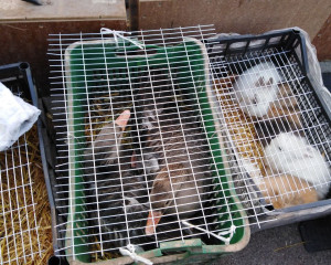 Divlje guske u tesnoj gajbi prodaju se na varsaru FOTO Pokrajinska inspekcija zastite zivotne sredine 