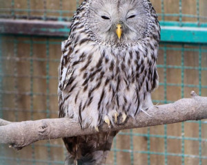 Dugorepa sova 29Jan2020 Subotica  1 