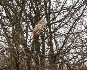 Dugorepa sova 29Jan2020 Subotica  2 