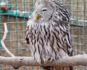 Dugorepa sova 29Jan2020 Subotica  3 