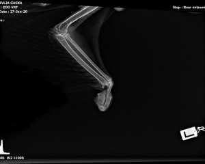 Rentgenski snimak levog krila oduzete divlje guske