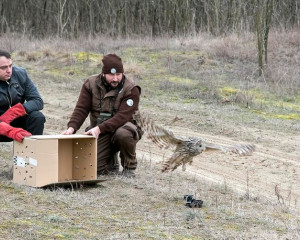 retka uralska sova 19 ptica pevacica 2 815x458