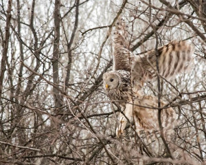 retka uralska sova 19 ptica pevacica 3 830x0