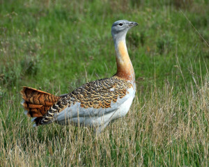 Gergelj J. O. tarda mjuzjak   1 